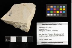 Foto (Objekt + Etiketten) von Decapoda indet. 